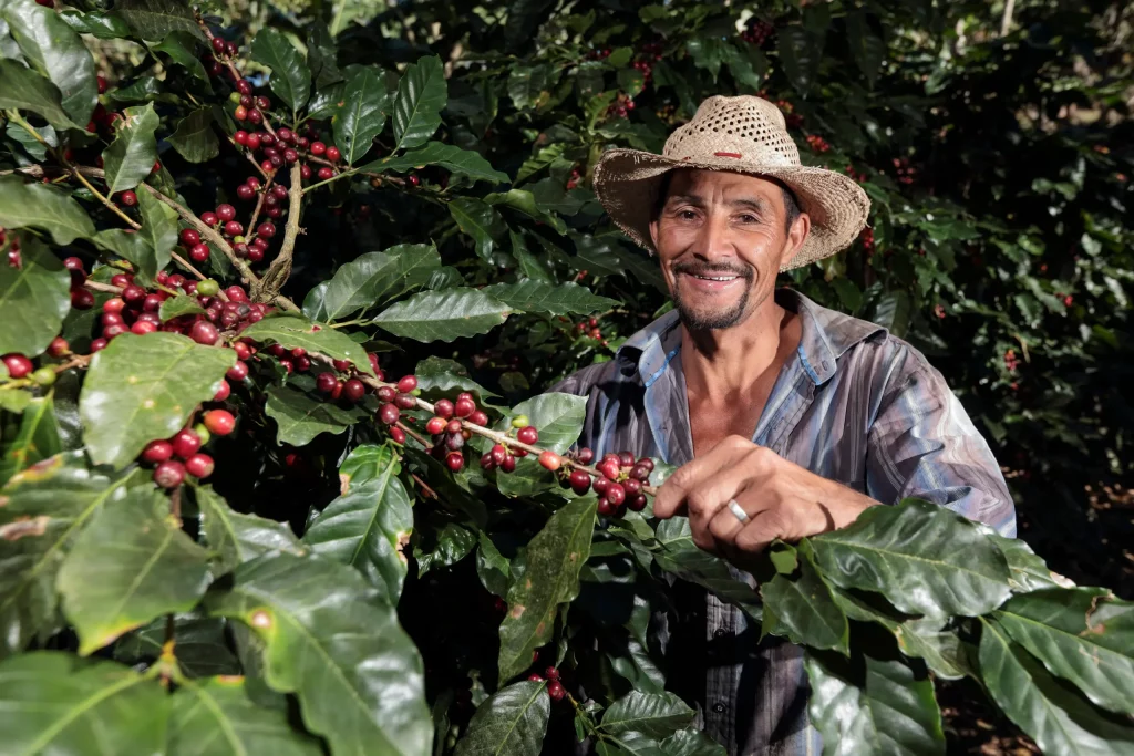 Honduras Coffee
